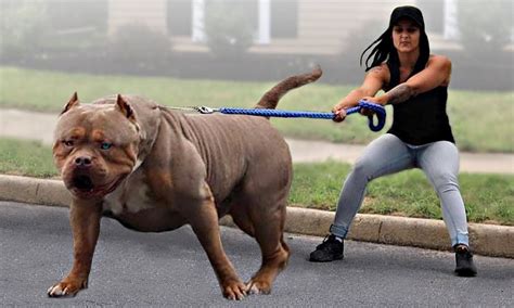 15 Types of Bulldog – The Complete Guide to Bulldog Breeds.